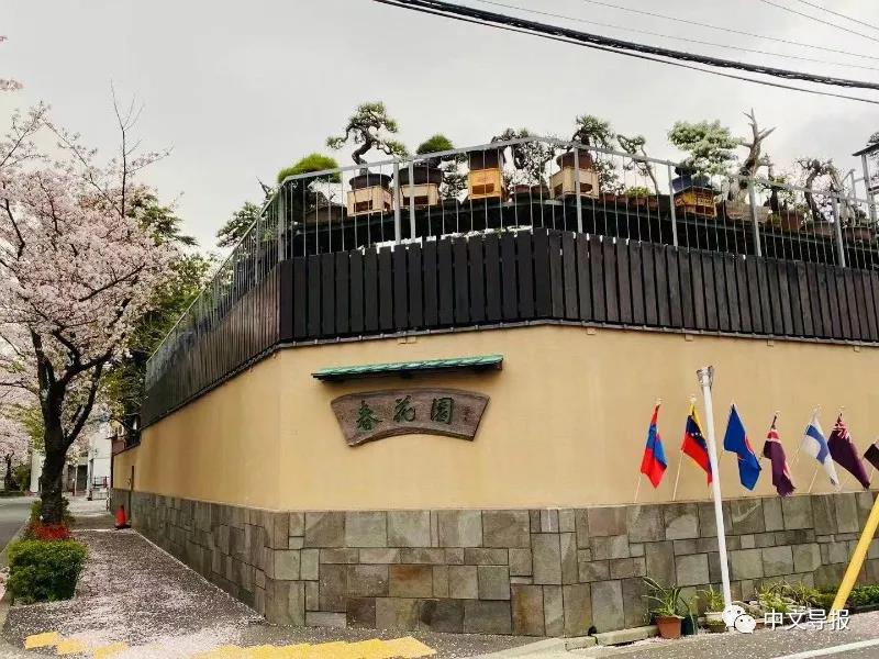 去春花园看川端康成家那盆木梨