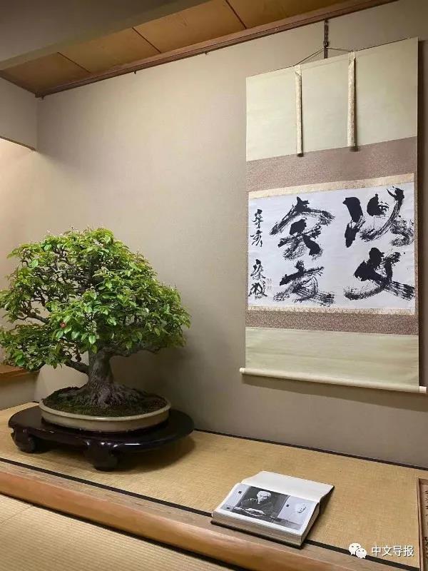 去春花园看川端康成家那盆木梨